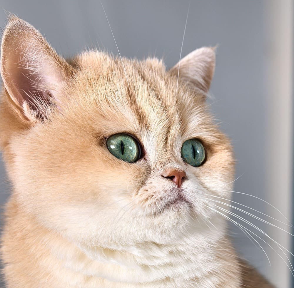 British Shorthair doré