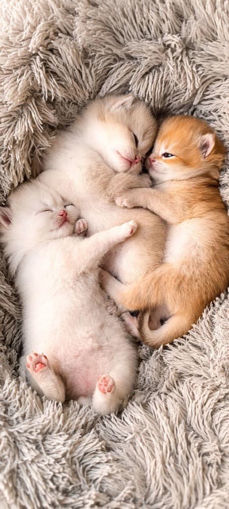 4 chatons endormis