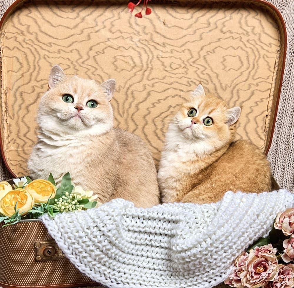 Deux chats dans une valise