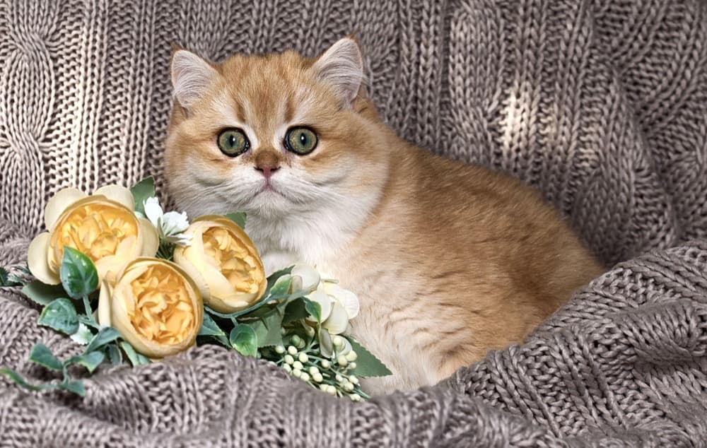 Chaton doré avec roses