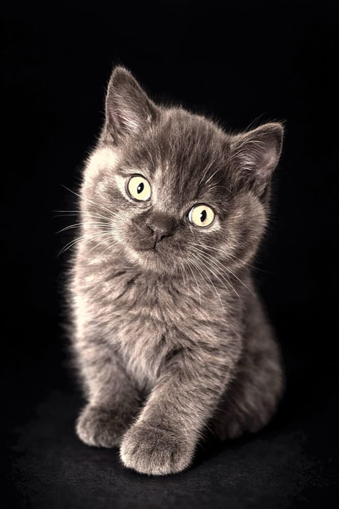 Chaton gris portrait