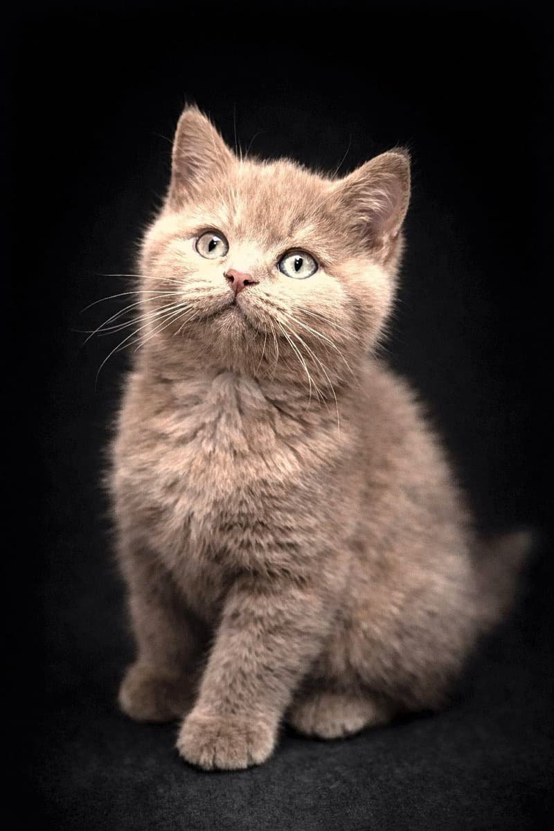 Chaton British Shorthair lilac