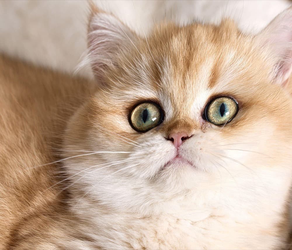 Chaton doré