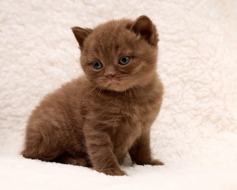Tout petit chaton chocolate