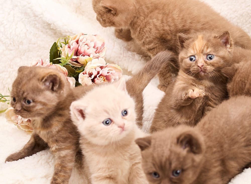 Portée de chatons