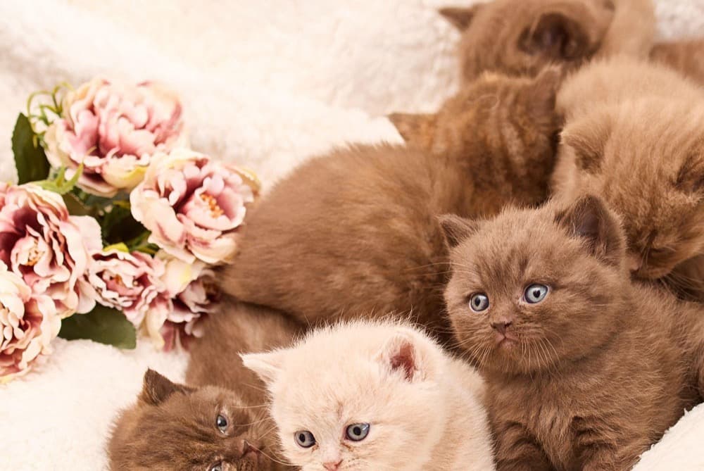 Portée de chatons et fleurs