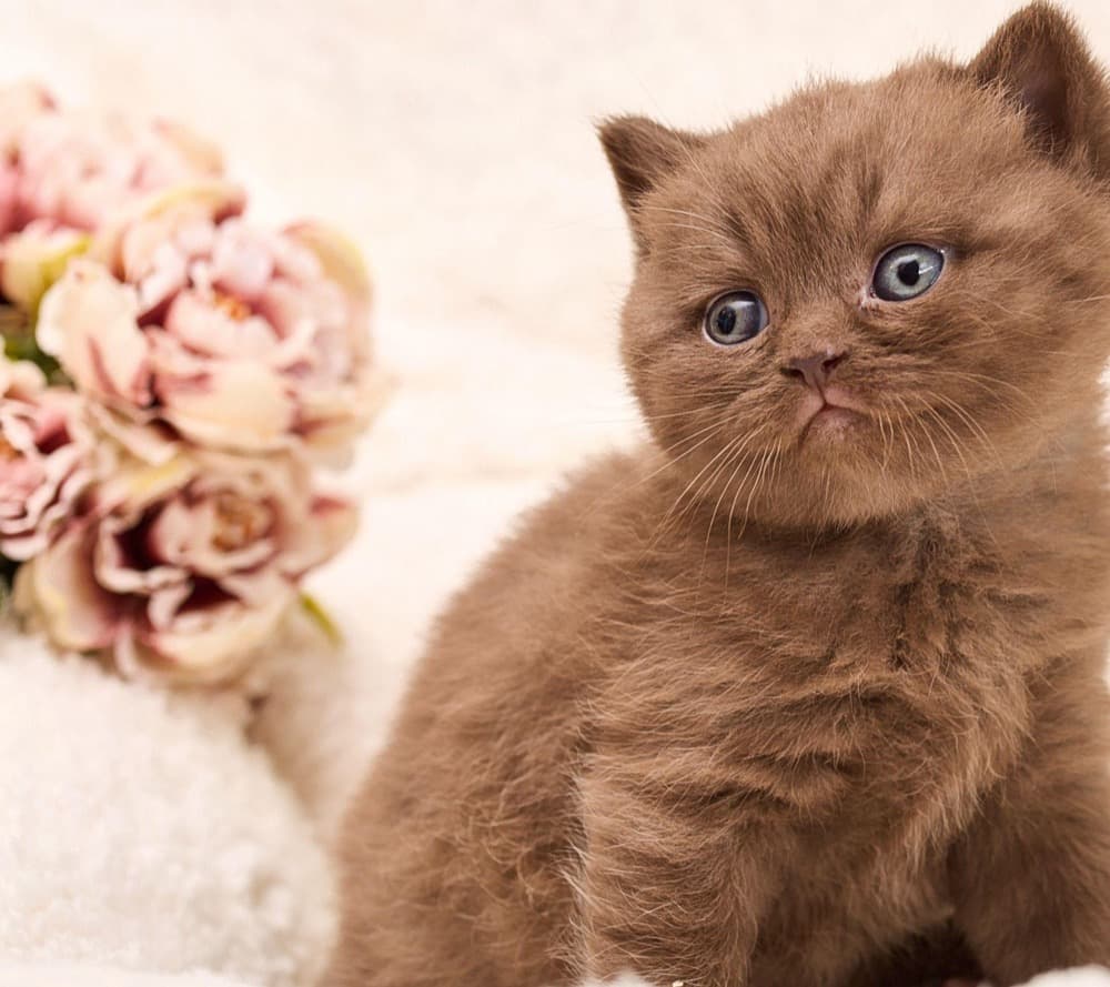Chaton chocolate avec fleurs