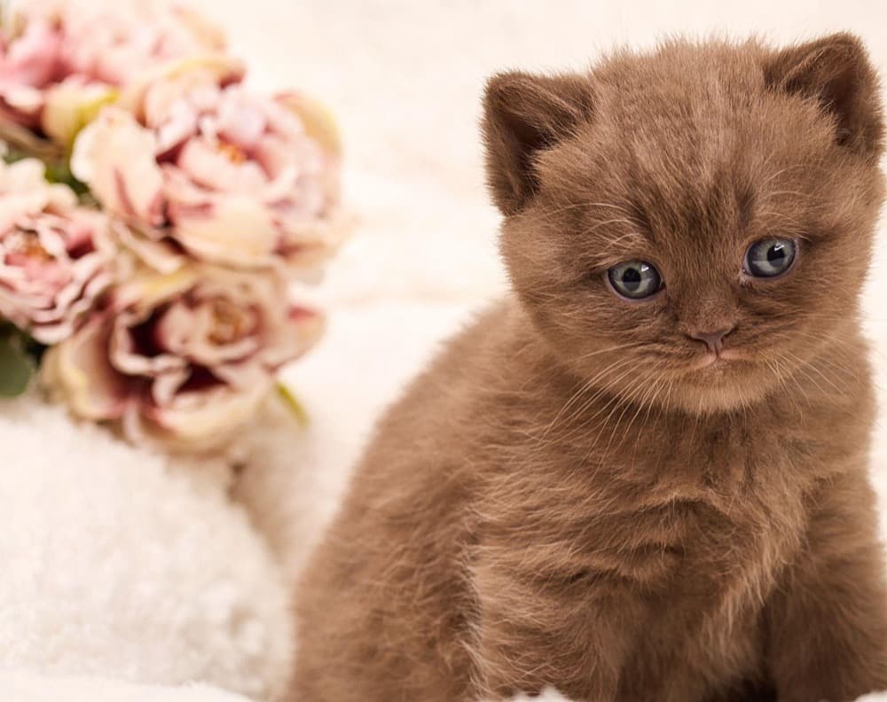Chaton chocolate