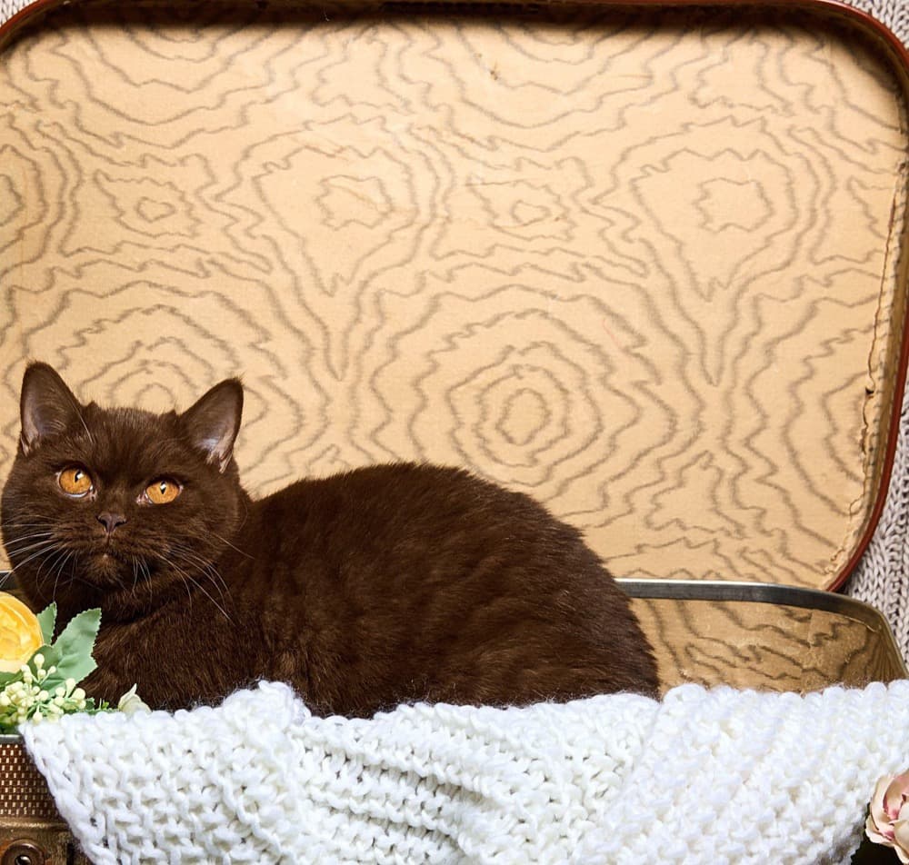Chat dans une valise