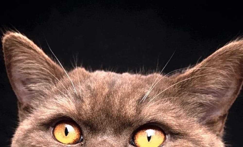 Regard de chat