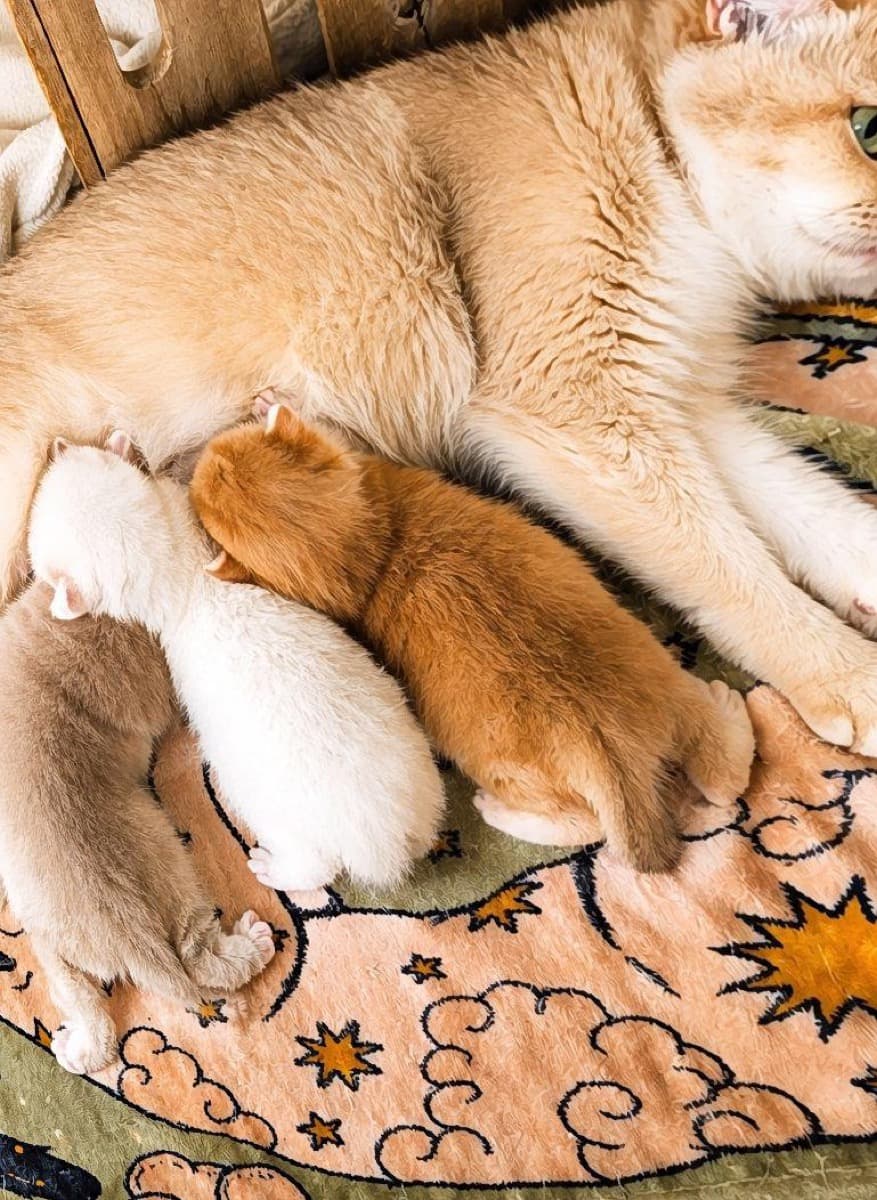 Chatterie de la Lune d'Ours