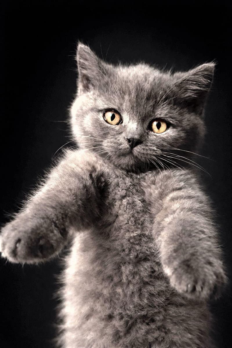 British Shorthair gris